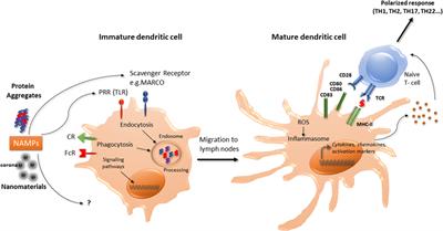 Why the Immune System Should Be Concerned by Nanomaterials?